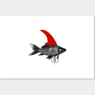 The goldfish shark becomes the Siamese fighting fish Posters and Art